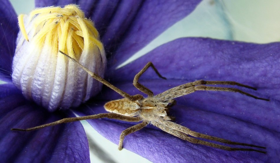 spider climbs out of flower