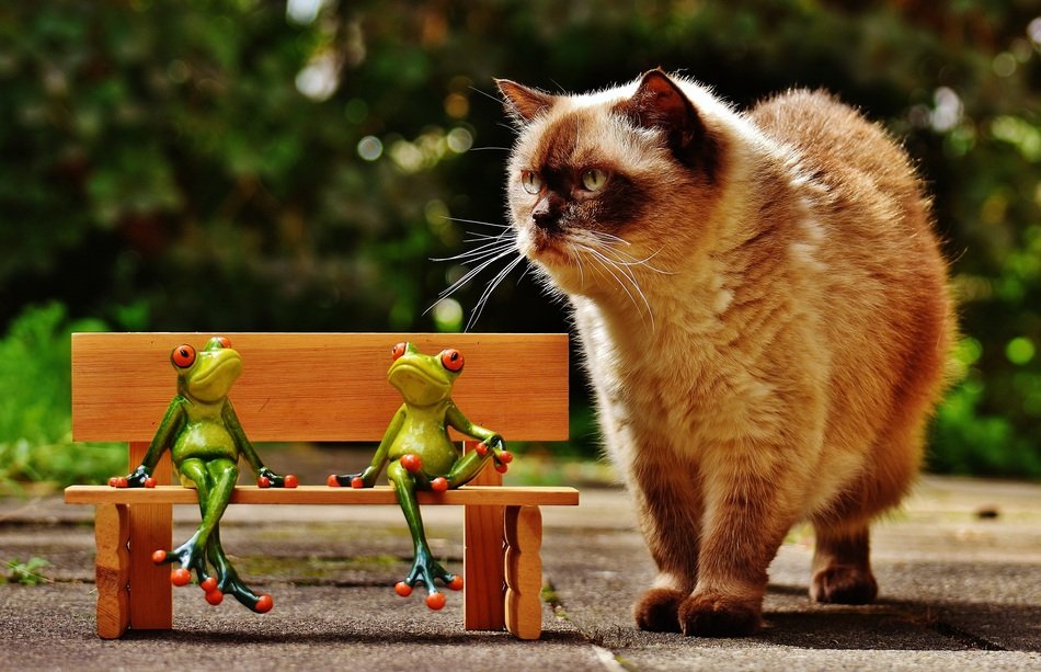 two ceramic frogs in the bench and domestic cat