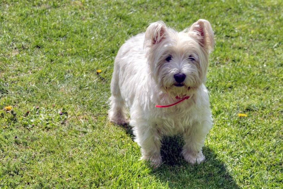 west highland white terrier on the meadow