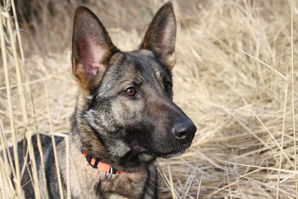 photo of schäfer dog