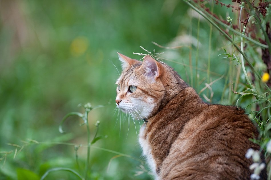Orange domestic animal