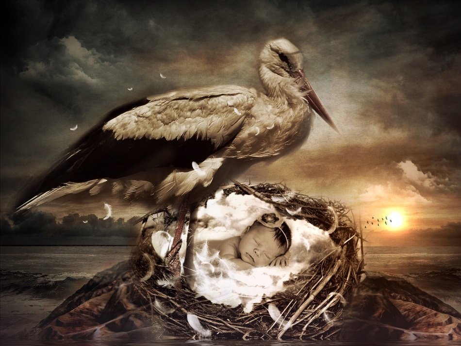 Baby Stork in the Nest