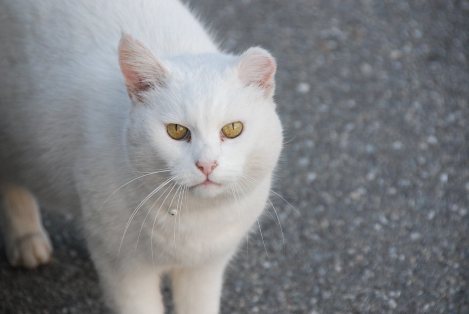 White cat outside
