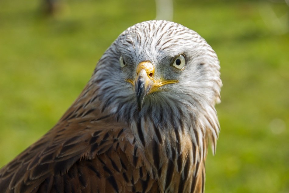 vulturous bird