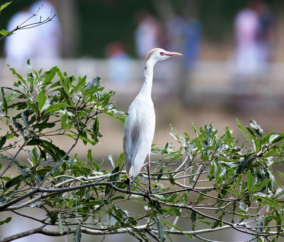 Heron Brown On The Branch