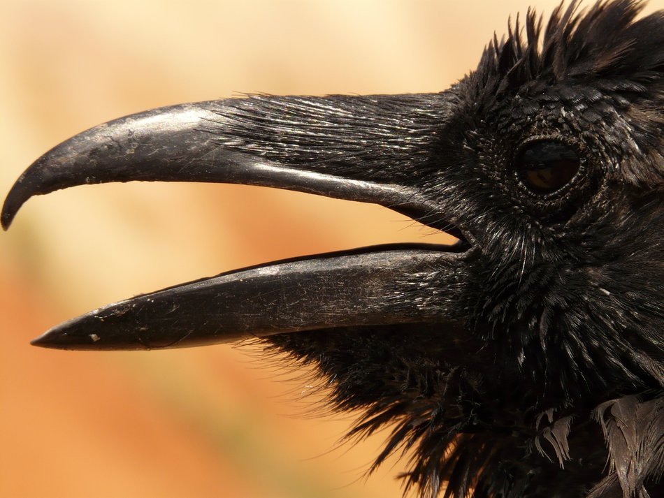perfect beautiful Raven Bird