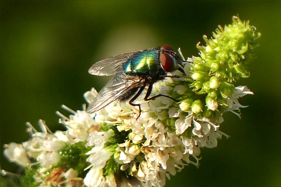 İnsect on a plant