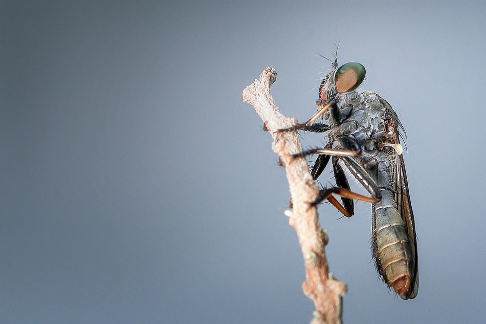 closeup of a robberfly