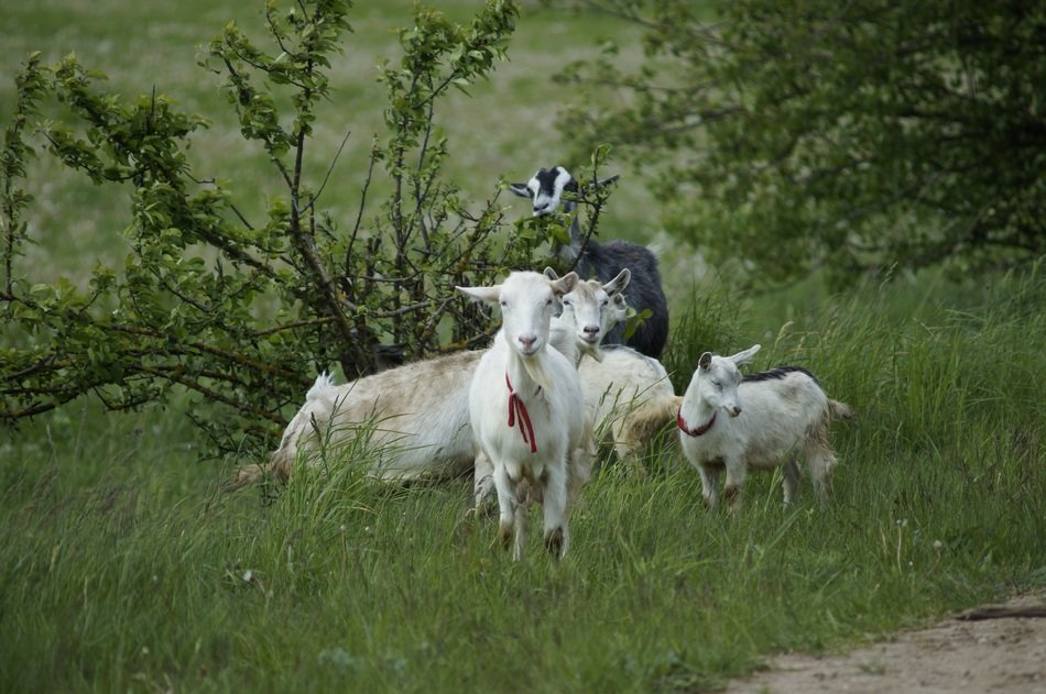 Goat Pet free image download