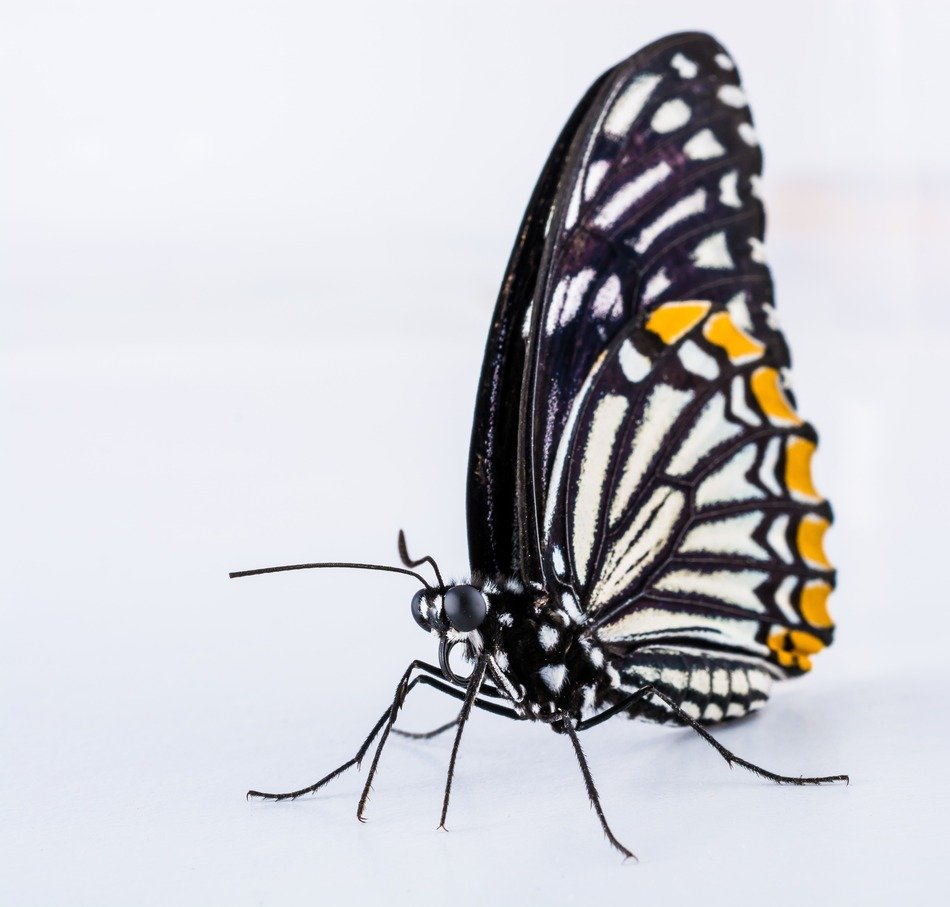 beautiful butterfly on the white background