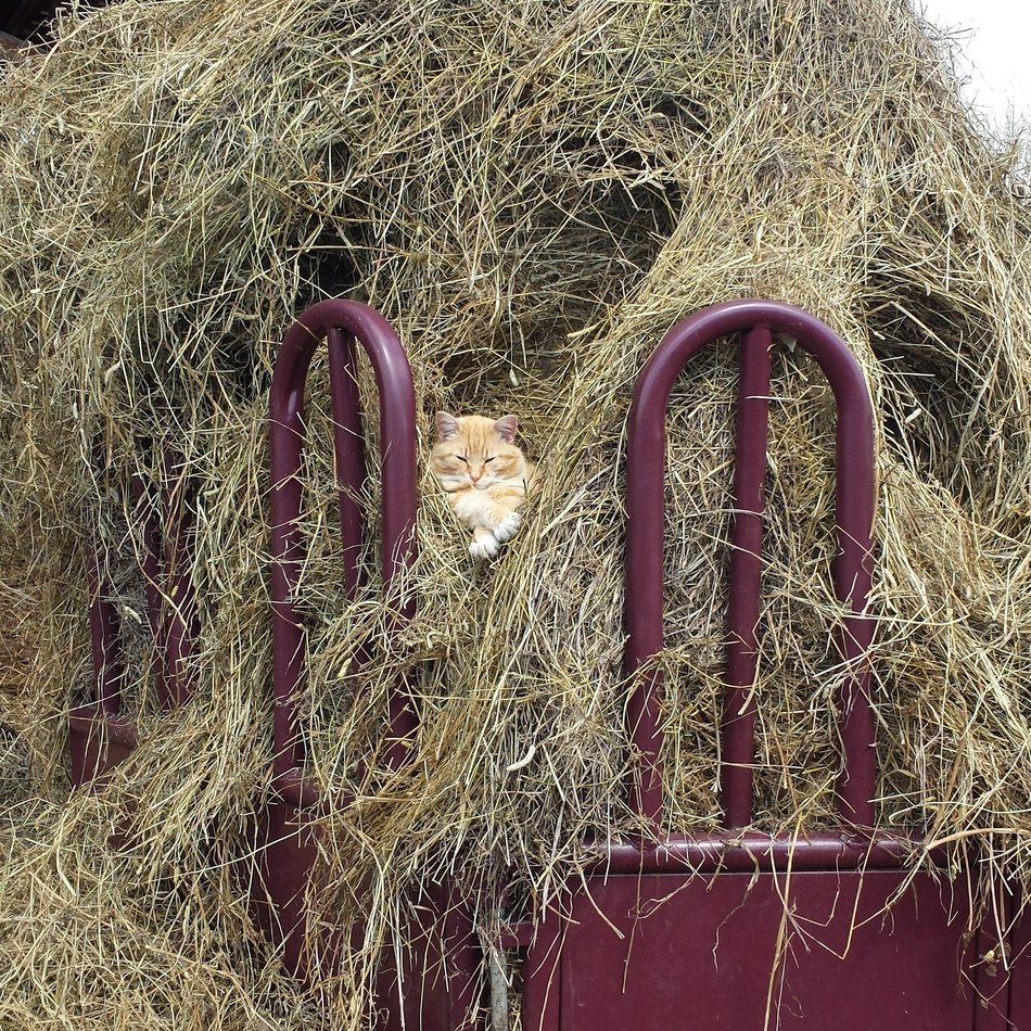 cat in the hay on the farm