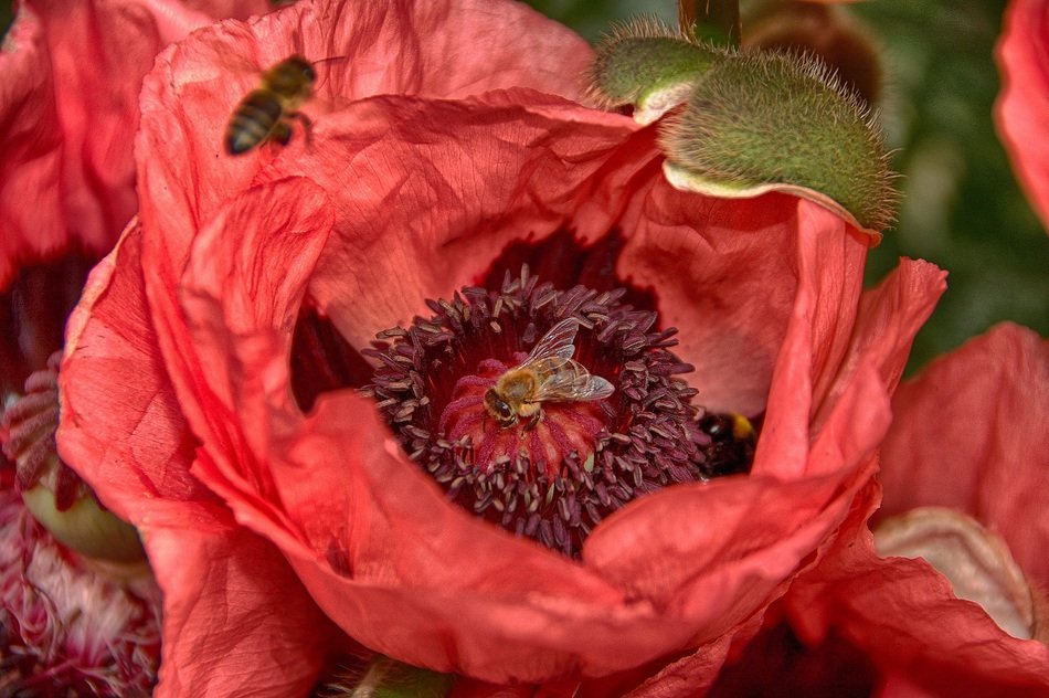 İnsect on a red Flower