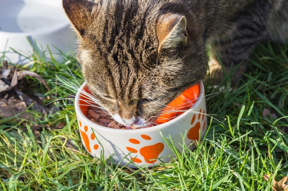 cat drinks water from a cup