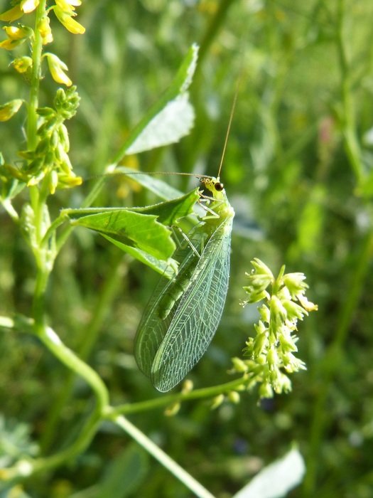 green insect merges with green plant