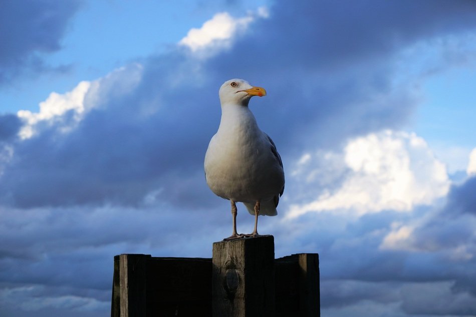white seagull on the background of a beautiful sky