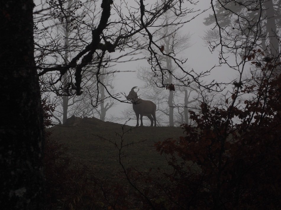 alpine ibex in the forest