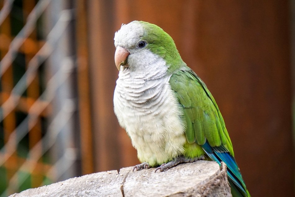 white and green parrot on the stone
