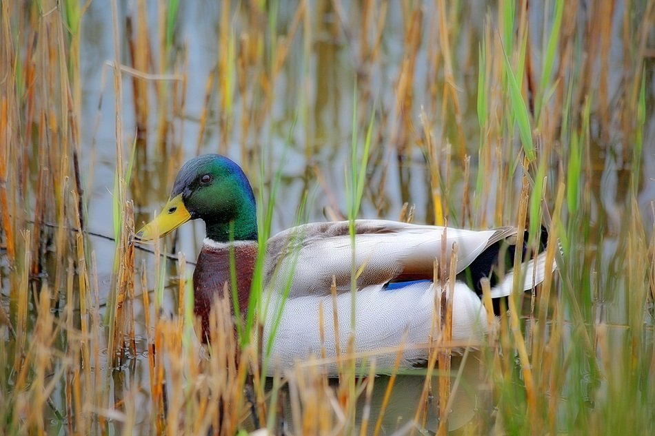 drake with a green head on the water in the thickets