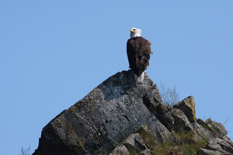 striking Bald Eagle