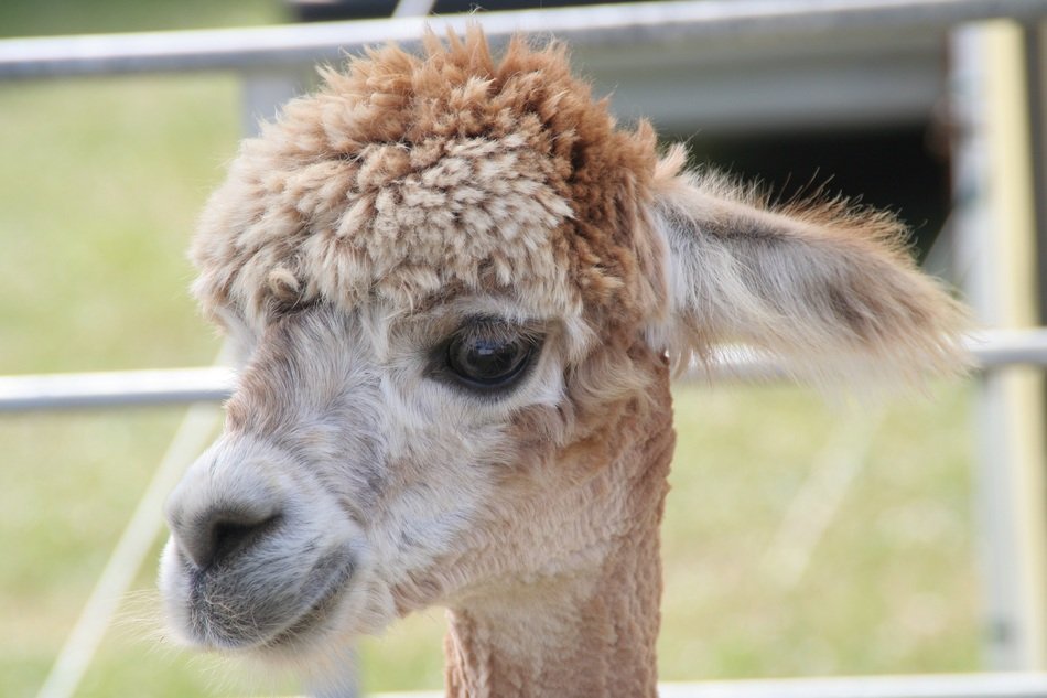 Animal Llama Young