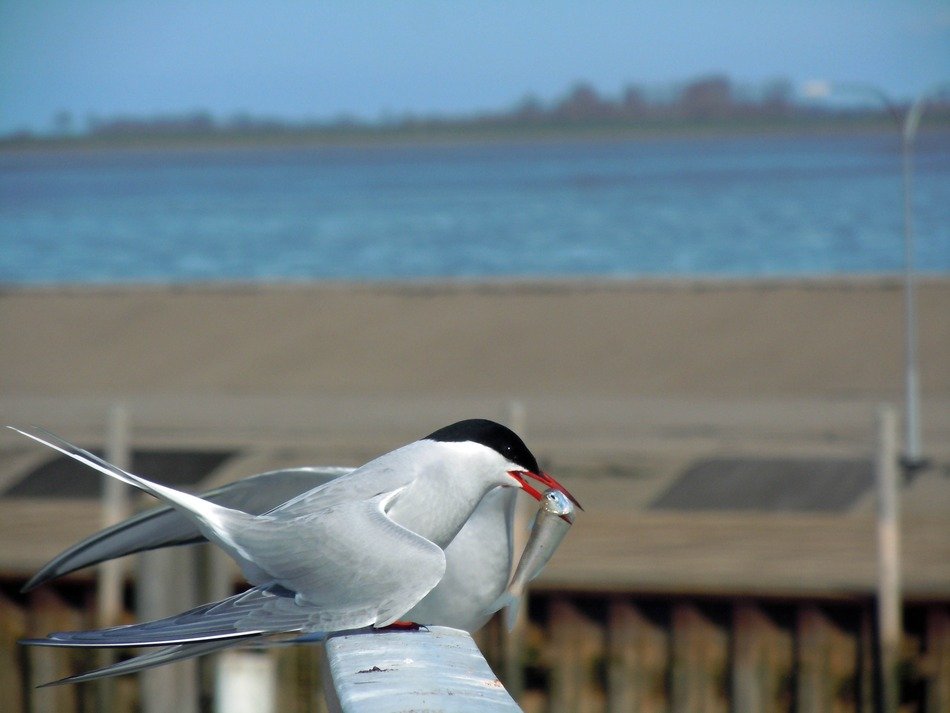 Tern Balz Bird in nature