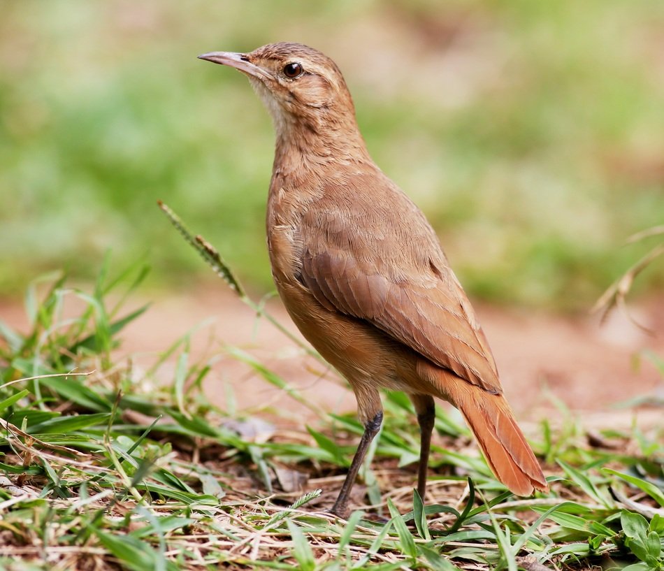 Picture of John Clay bird
