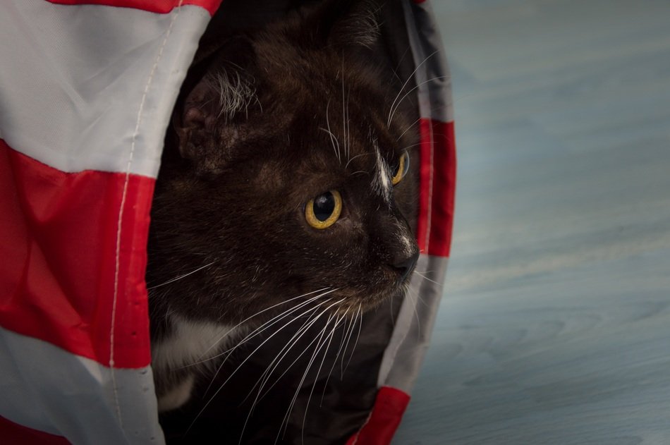 the cat looks out of the pipe