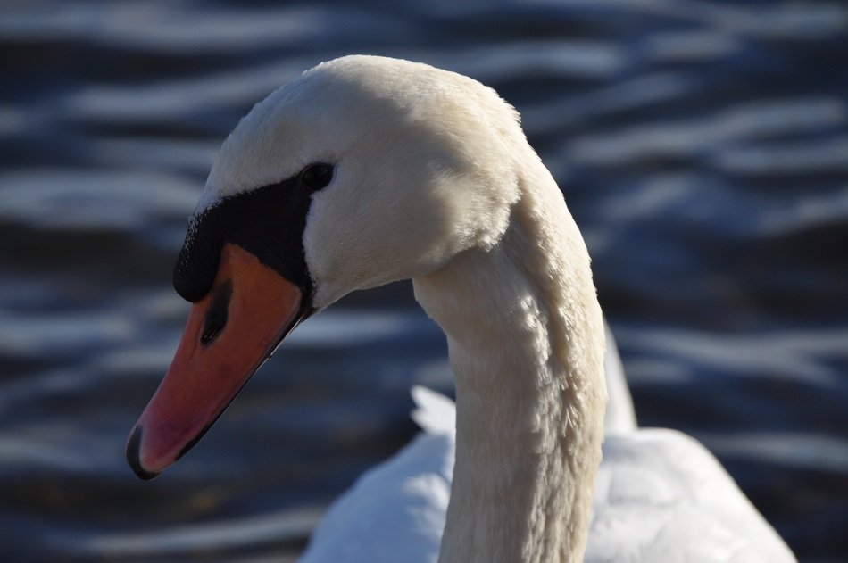 swan on the water close up