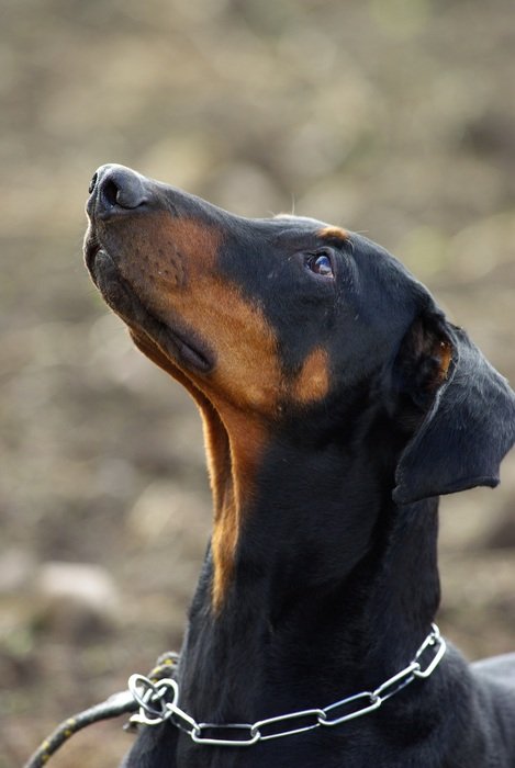 Doberman looks up