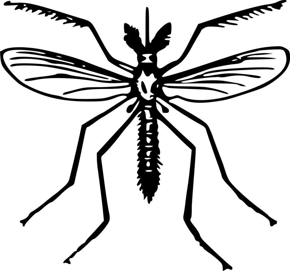 clipart of Mosquito insect