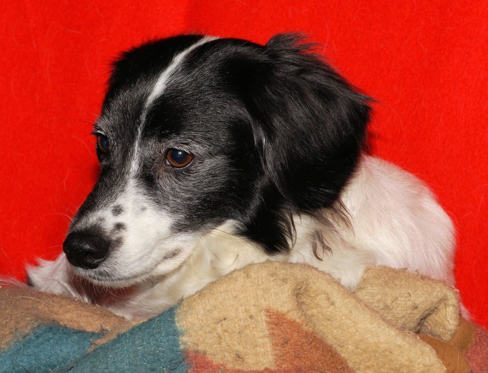 black and white dog on red background