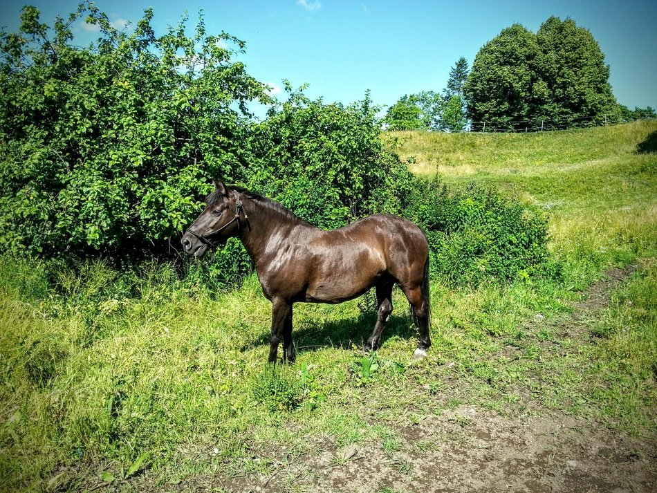 horse on the background of the summer landscape