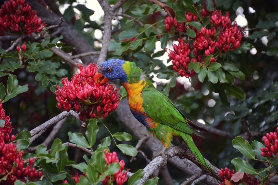 parrot on a branchparrot on a branch with flowers