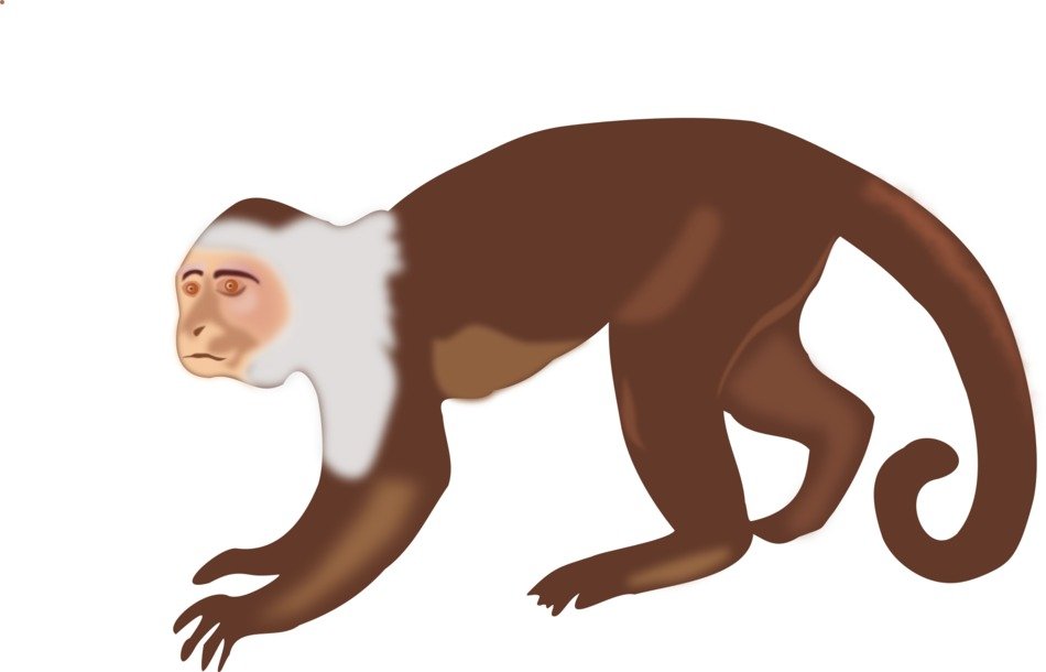 Picture of Monkey