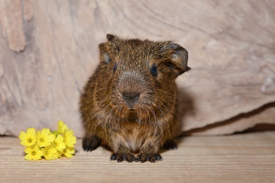 guinea pig and yellow flowers