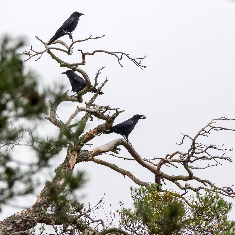 black crowd on the tree