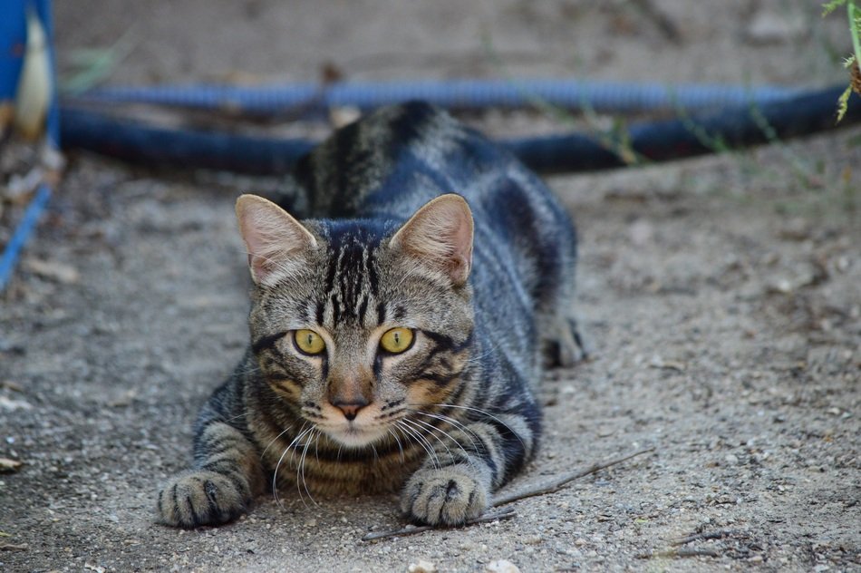the cat is hunting outside