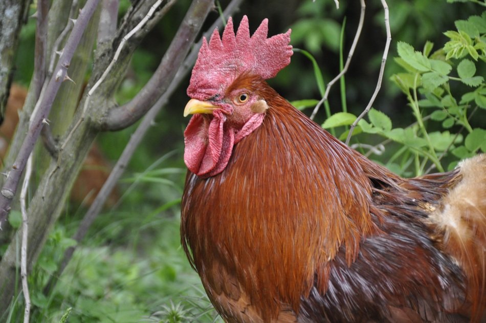 cock among nature