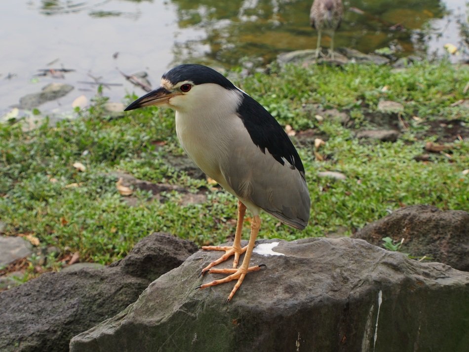 Night Heron on stone near the grass at water