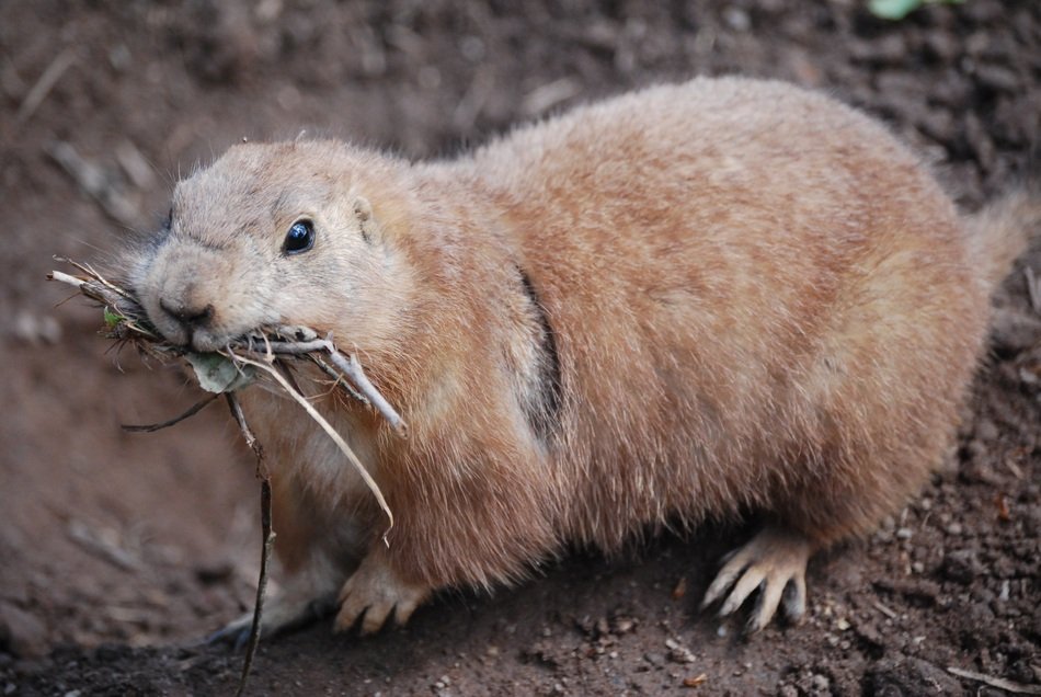 meerkat with twigs in your mouth