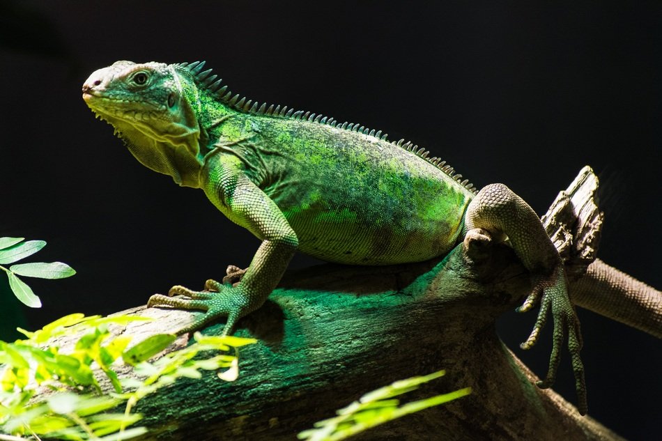 perfect beautiful Iguana