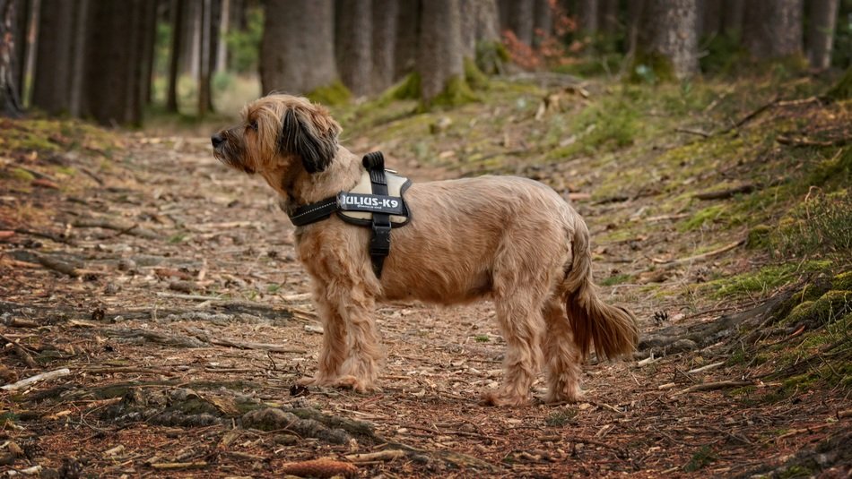 terrier in the forest