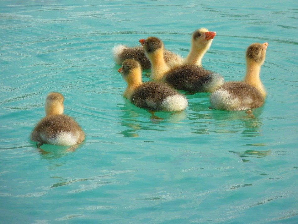 little geese on blue water