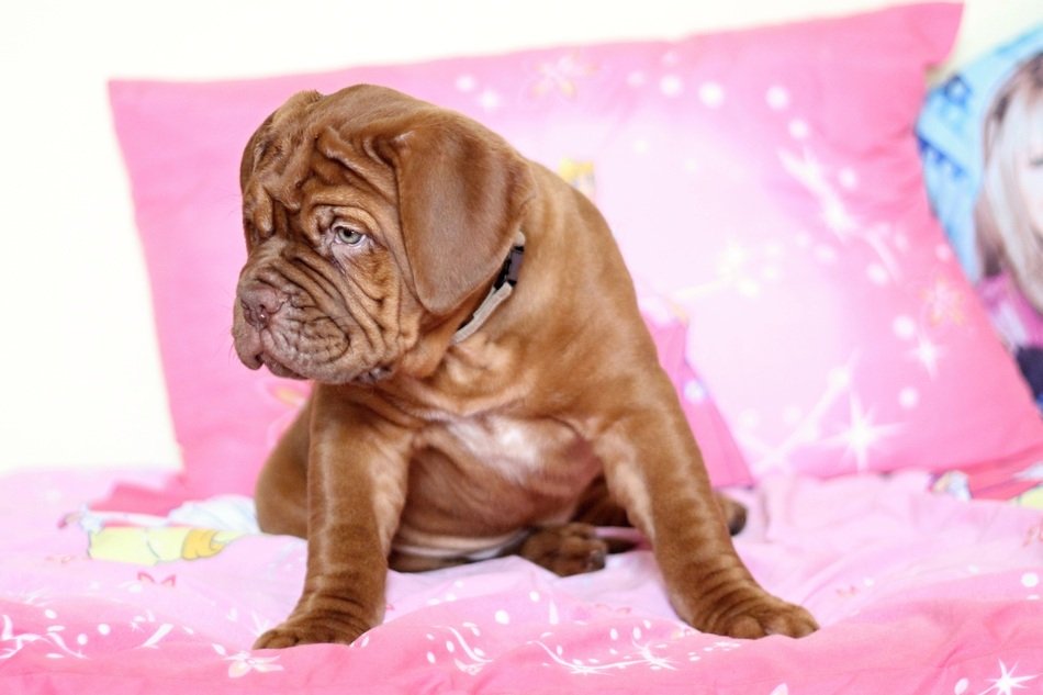 Sweet dog poppy