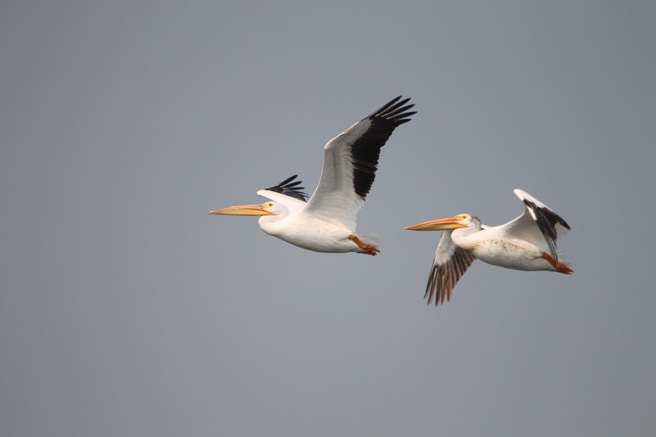 pelicans fly in the sky