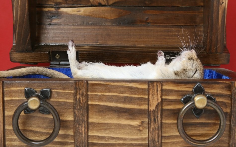 funeral of a domestic mouse