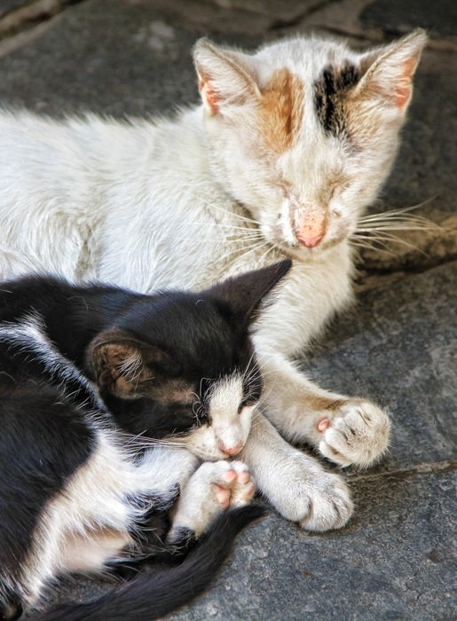 two cats in the sunlight
