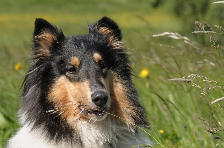 fluffy collie on the summer meadow
