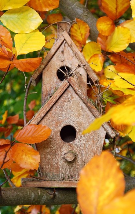 wooden bird feeders among the bright autumn foliage