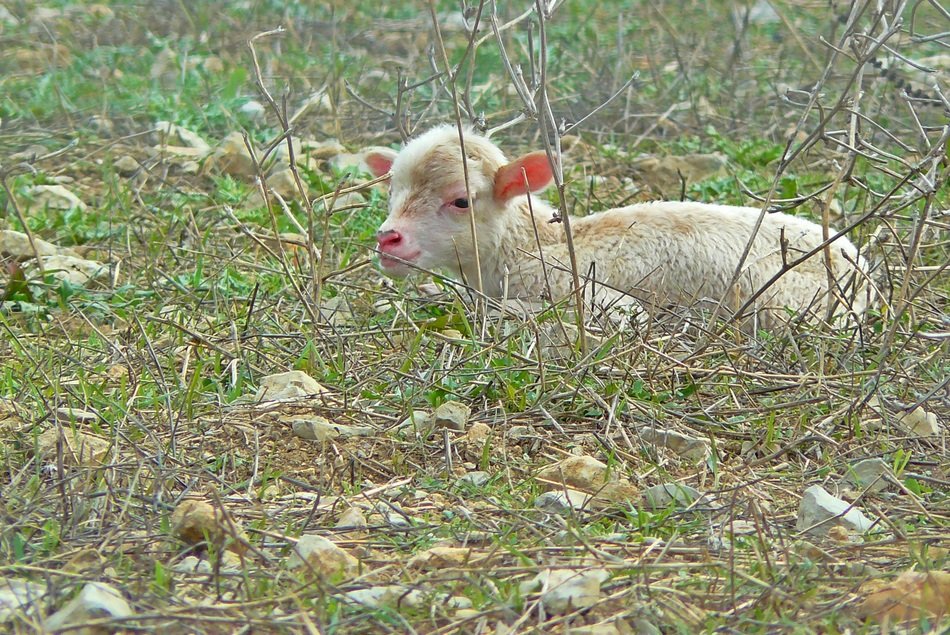 the lamb lies in the meadow